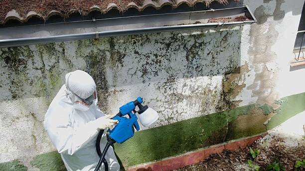 Trusted Attic Mold Removal service in Clarksboro, NJ - Cheap Mold Removal